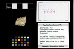 Foto (Objekt + Etikett) von Cracensigillatus acutirostrus (Moericke, 1889)  (NHMW-GEO-2014-0194-0684)